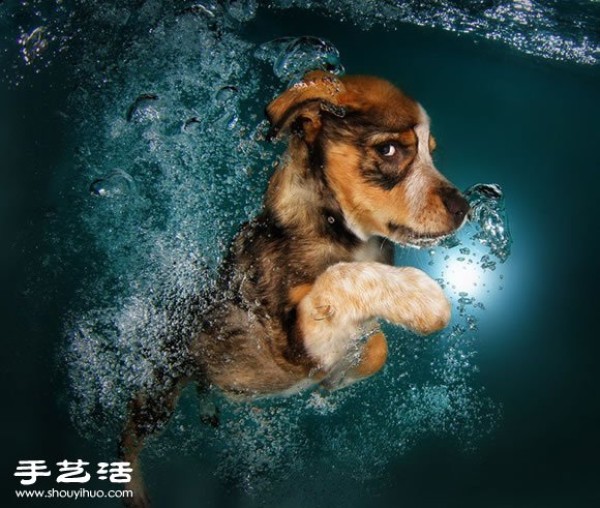 The photographer guides the puppy to swim to capture cute and natural pictures