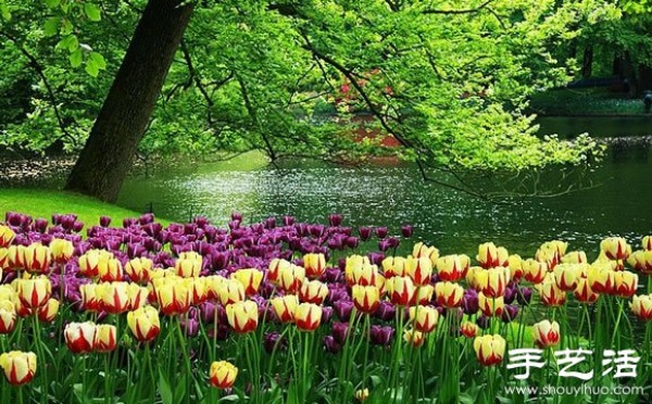 The most beautiful garden in spring - Keukenhof Park