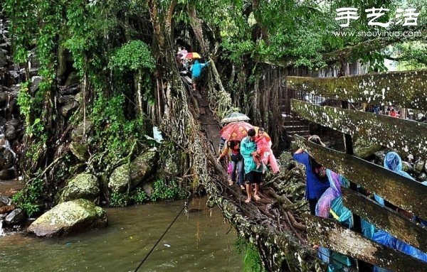 Indonesian Interesting Facts: Tree Roots Build "Living Bridges"