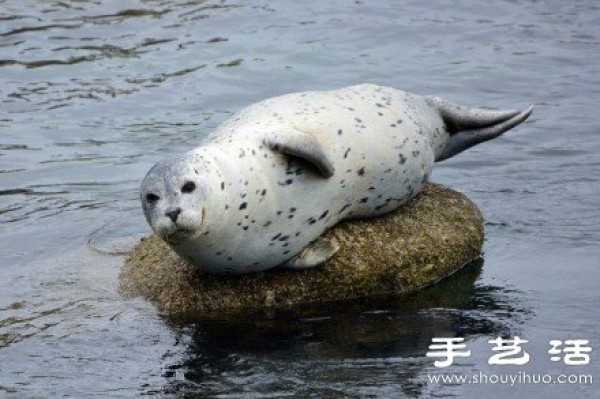 Super cute healing seal