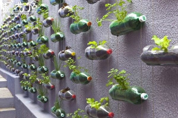 DIY vertical plastic bottle garden on the wall