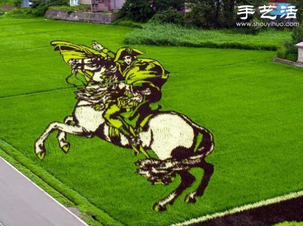 Wonderful and fun creative DIY to create a giant picture in the rice fields