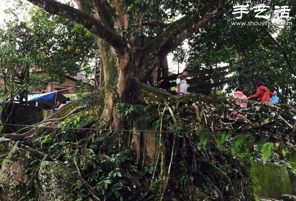 Indonesian Interesting Facts: Tree Roots Build "Living Bridges"