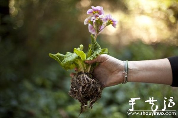 DIY your sky garden