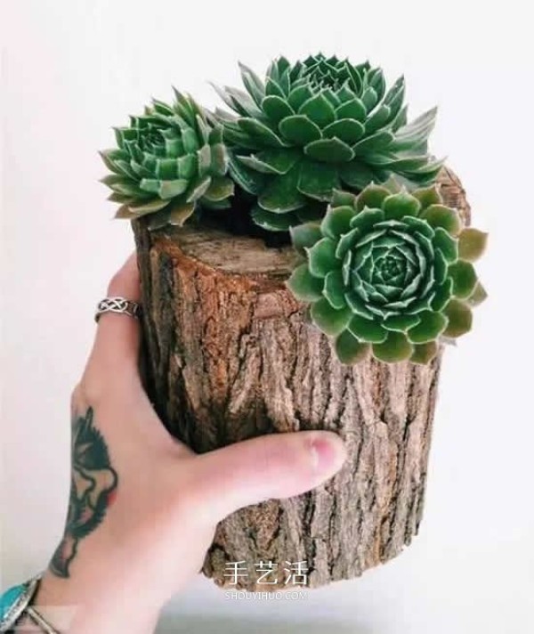 DIY dead wood succulent plant potting method using dead wood to make succulent flower pots