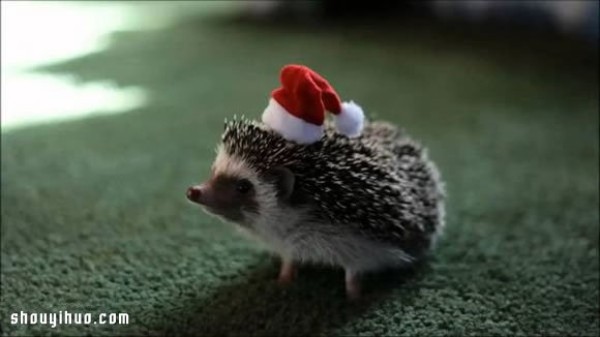 Christmas is here, the craft editor brings pets to bless you~