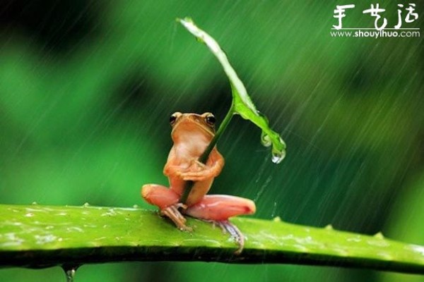 Creative photography, take interesting frogs