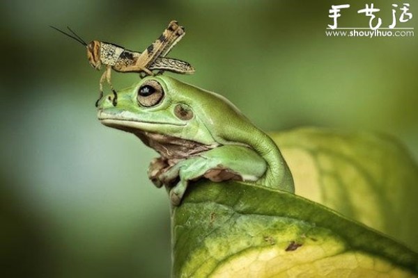 Creative photography, take interesting frogs