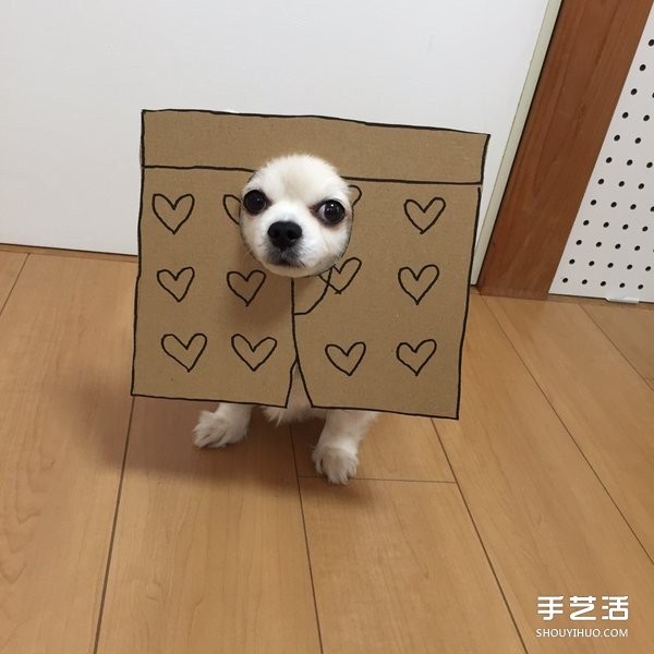 Thick cardboard + dog nose = pet transforms to see how the owner pranks the cutie