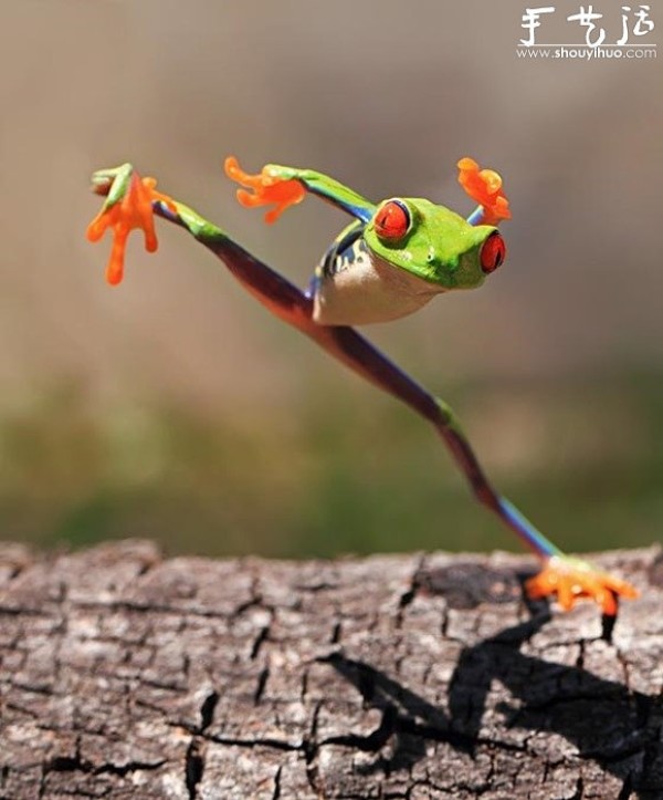 Creative Photography, Take Interesting Frogs