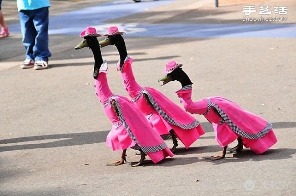 The Australian Royal Easter Show puts on a duck fashion show