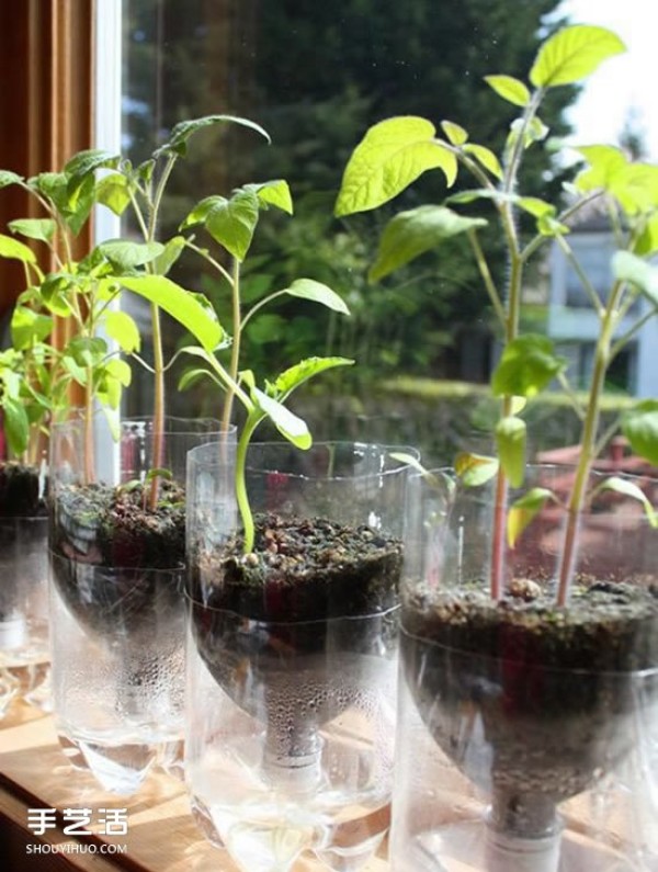 DIY automatic water-absorbing potted plants simple automatic watering device production