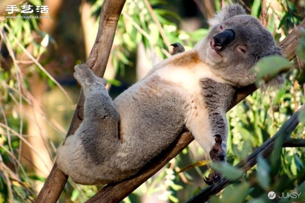 The cutest photo of a koala in history. Its so cute! 