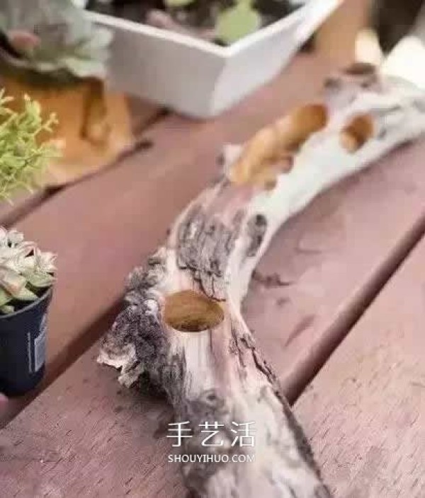 DIY dead wood succulent plant potting method using dead wood to make succulent flower pots