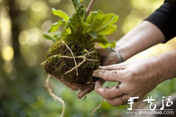 DIY your sky garden