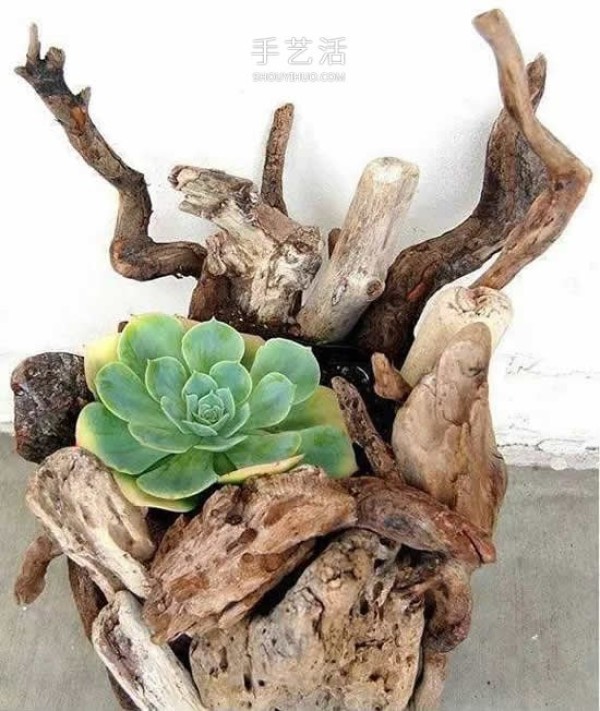 DIY dead wood succulent plant potting method using dead wood to make succulent flower pots