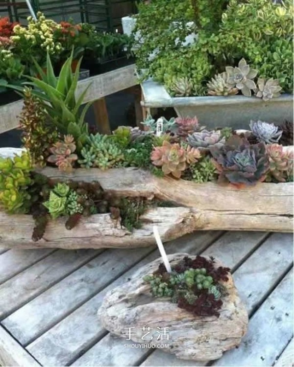 DIY dead wood succulent plant potting method using dead wood to make succulent flower pots