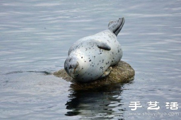 Super cute healing seal