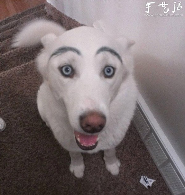 A creative spoof of dogs, add eyebrows to cute dogs