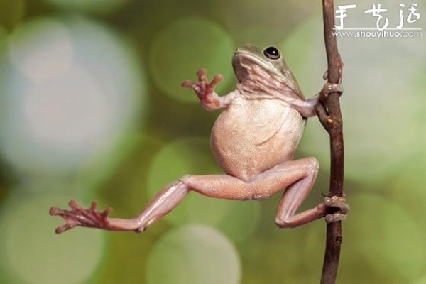 Creative photography, take interesting frogs