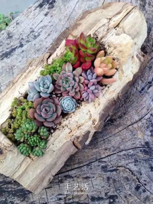 DIY dead wood succulent plant potting method using dead wood to make succulent flower pots