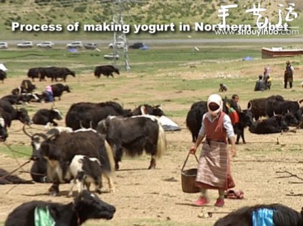 Handmade northern Tibetan yogurt is pure and natural and has a shelf life of only two days