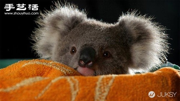 The cutest photo of a koala in history. Its so cute! 