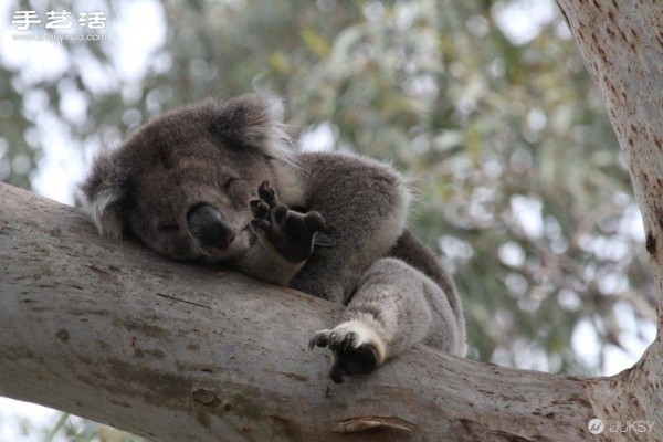 The cutest photo of a koala in history. Its so cute! 