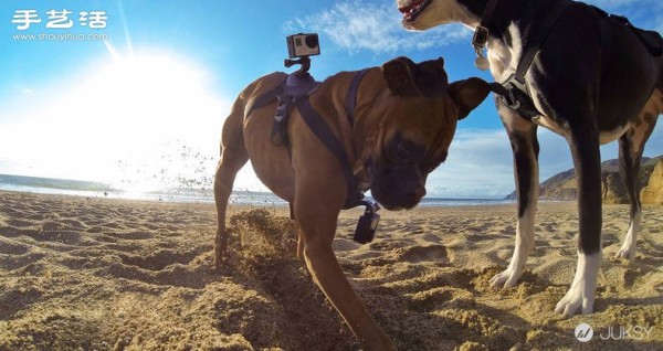 Special kit for the first-person GoPro camera for dogs! 