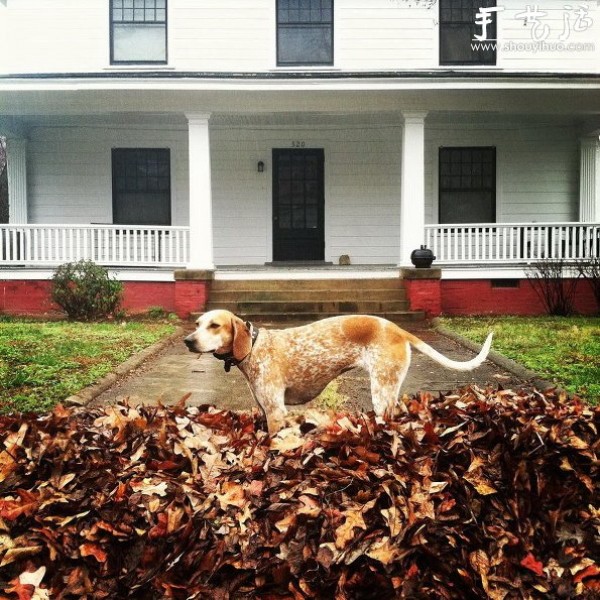 Animal Photography: Dogs