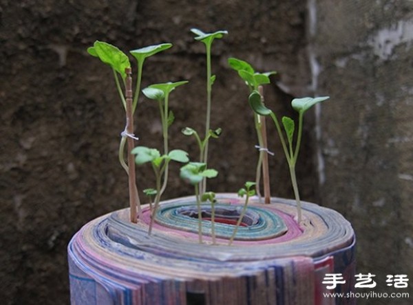 Waste and old books are used as waste in flower pots and waste is used to grow radish seedlings