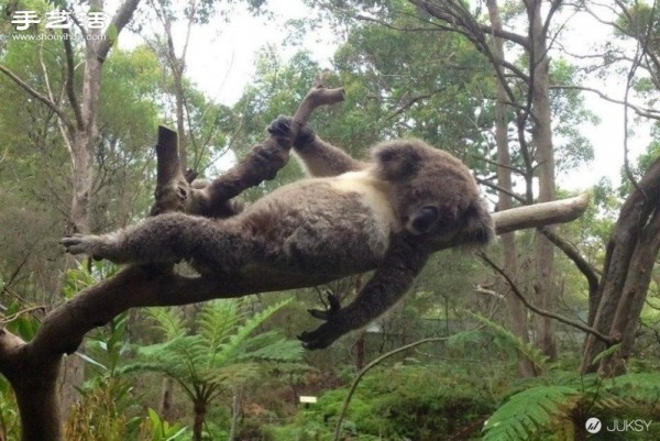 The cutest photo of a koala in history. Its so cute! 