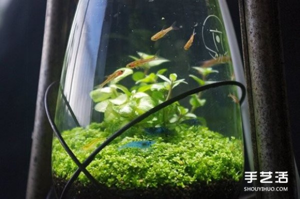 Of course you can also grow potted plants if you transform kerosene lamps into aquariums