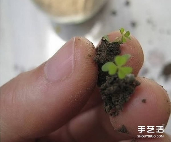 How to make DIY mini bonsai in flower pots from waste light bulbs