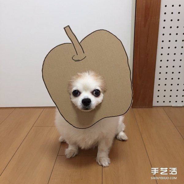 Thick cardboard + dog nose = pet transforms to see how the owner pranks the cutie