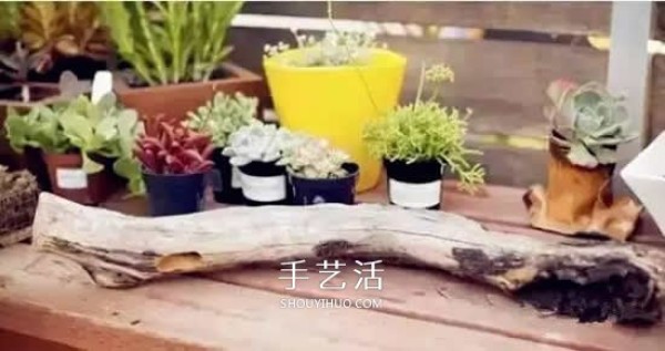 DIY dead wood succulent plant potting method using dead wood to make succulent flower pots