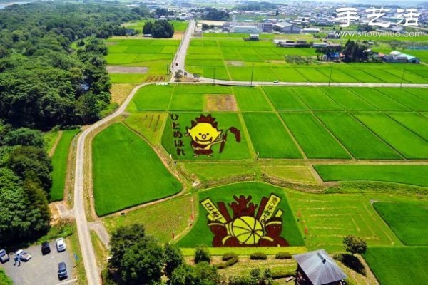 Wonderful and fun creative DIY to create a giant picture in the rice fields