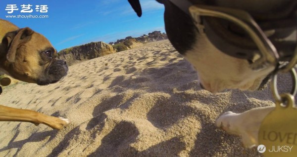 Special kit for the first-person GoPro camera for dogs! 