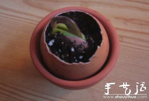 Handmade DIY eggshell micro-potted plants