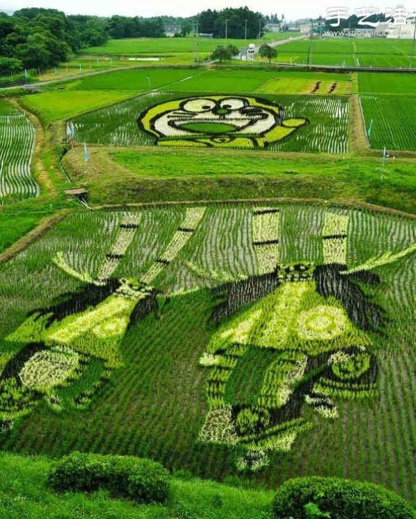 Wonderful and fun creative DIY to create a giant picture in the rice fields