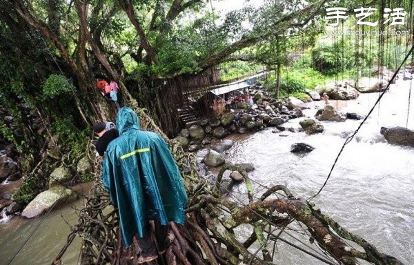 Indonesian Interesting Facts: Tree Roots Build "Living Bridges"