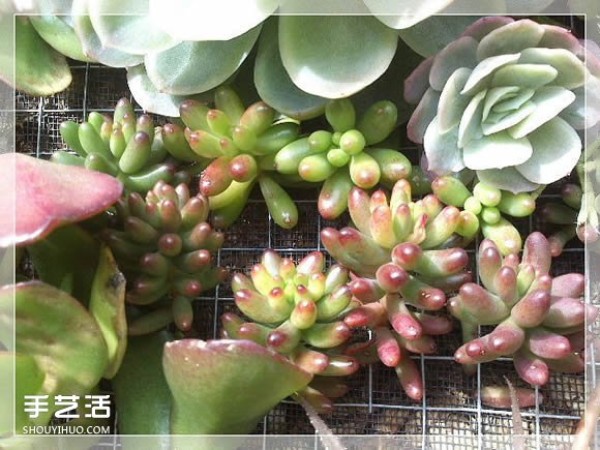 DIY method of transforming a mirror frame into a creative succulent flowerpot