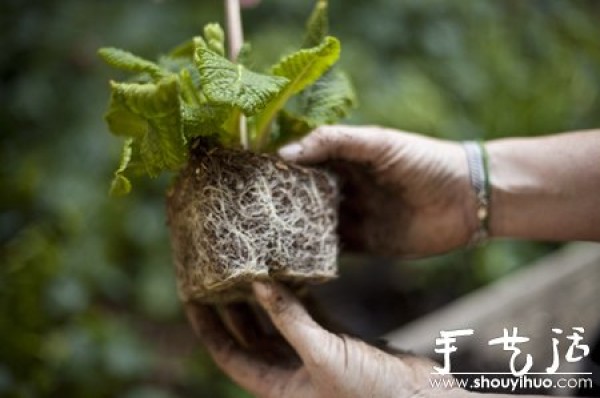 DIY your sky garden