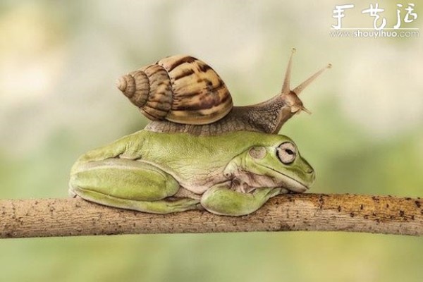 Creative photography, take interesting frogs