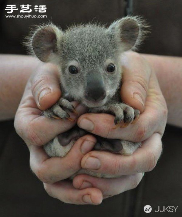 The cutest photo of a koala in history. Its so cute! 