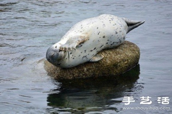 Super cute healing seal