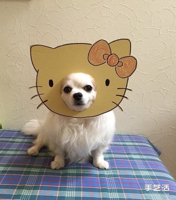 Thick cardboard + dog nose = pet transforms to see how the owner pranks the cutie