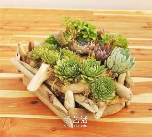 DIY dead wood succulent plant potting method using dead wood to make succulent flower pots