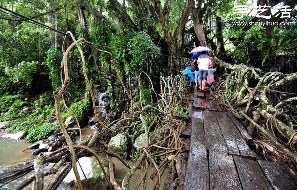 Indonesian Interesting Facts: Tree Roots Build "Living Bridges"