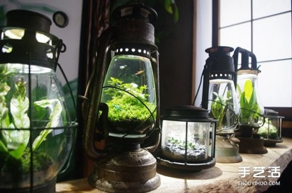 Of course you can also grow potted plants if you transform kerosene lamps into aquariums